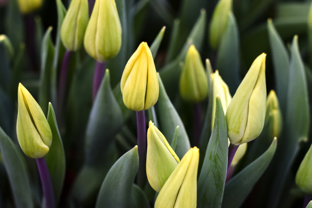 盛开的黄色的郁金香。创造性的自然背景。春天的概念,园艺。妇女节和母亲节。图片下载