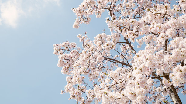 樱花和蓝天在奈良公园，日本奈良图片下载