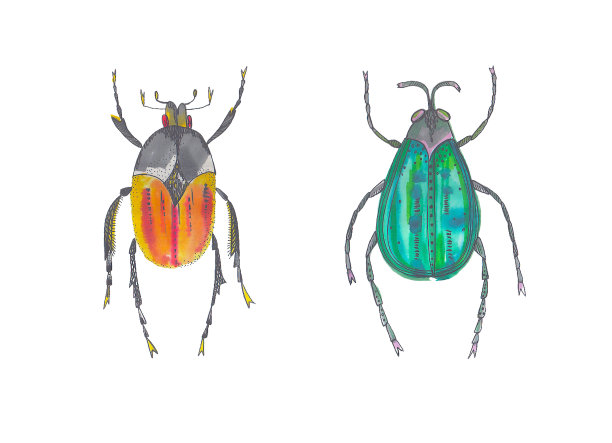水彩技法中的甲虫。设计元素。昆虫是光明的。图片下载