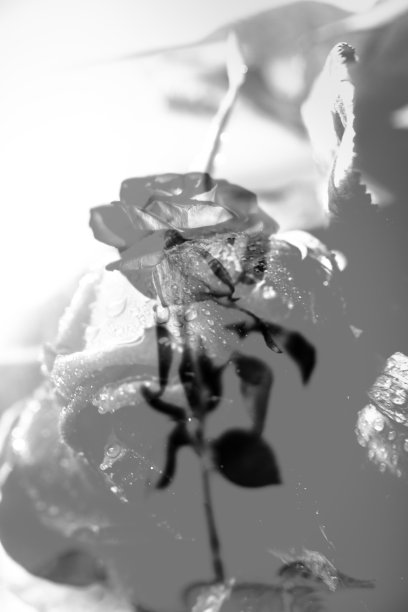 摘要黑白花背景，多次曝光图片下载