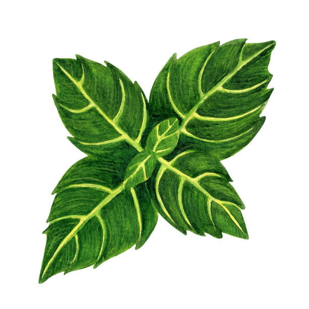 新鲜罗勒叶水彩插图。手绘植物草图在白色背景。香辣春药，花园调味料。多汁的绿色树枝装饰菜单，咖啡馆，包装图片下载