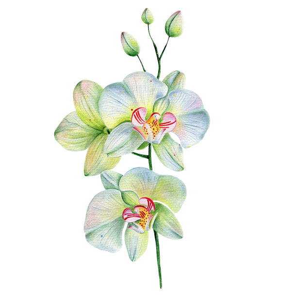 蓝色的兰花图片下载