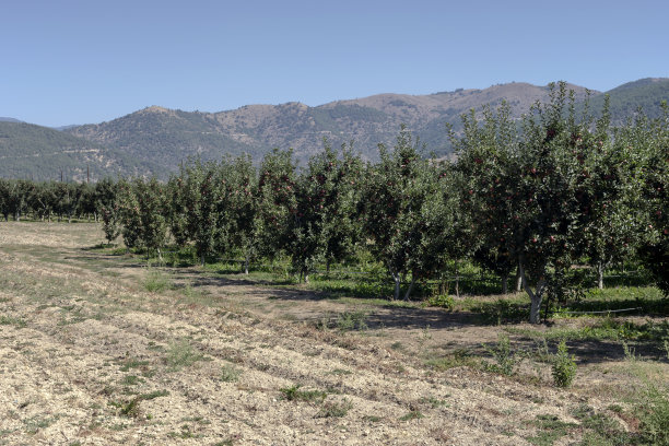山上的苹果园图片下载