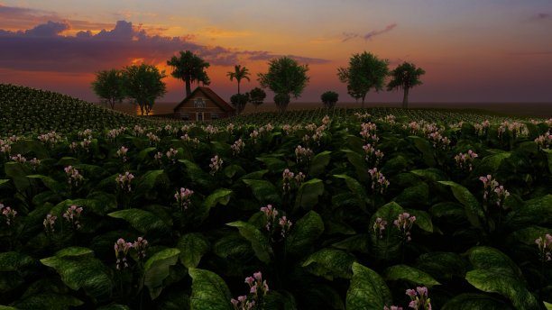烟草花田门前的房子与海在夕阳的时间背景，3D图片下载