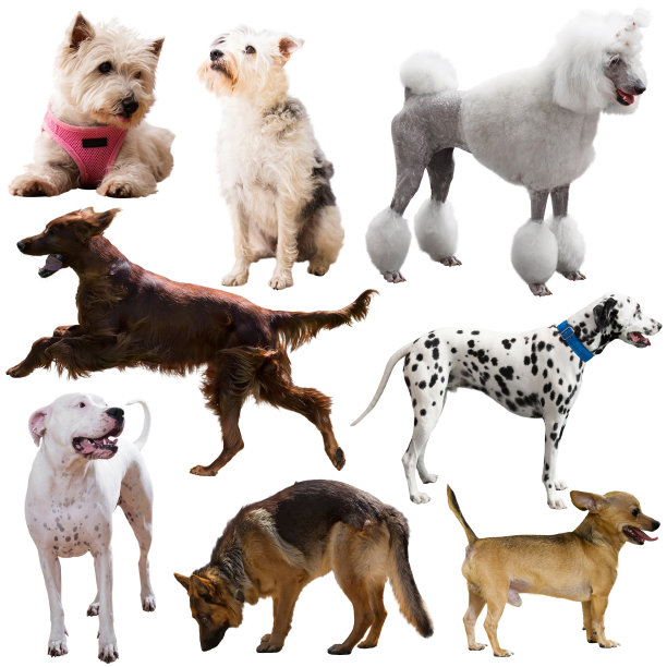 白色背景上孤立的一大群狗图片下载