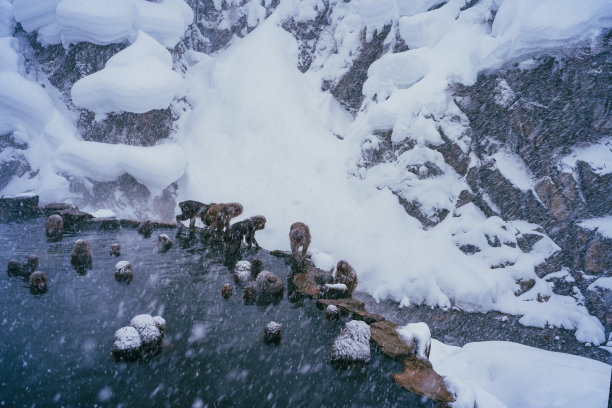 2022年2月，长野冬季，日本猕猴与雪和温泉为伴图片下载