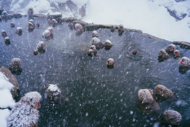 2022年2月，长野冬季，日本猕猴与雪和温泉为伴图片下载