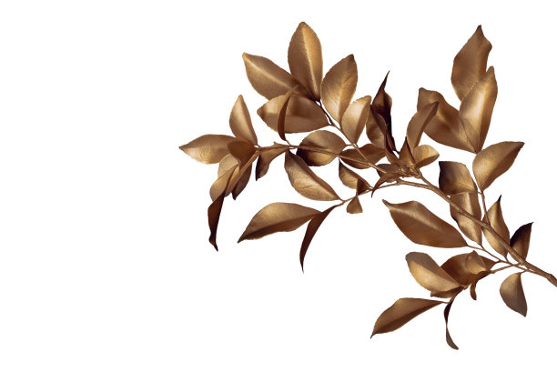 白色空间背景上的金黄色热带树叶。抽象的怪兽叶装饰设计。图片下载