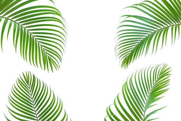 概念纹理叶子抽象绿色自然背景热带叶子椰子孤立在白色背景图片下载