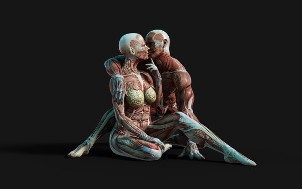 男性和女性的数字与皮肤和肌肉地图在黑暗的背景与剪辑路径。图片下载