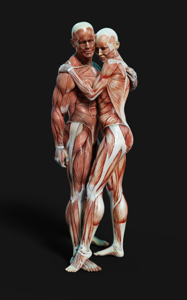 男性和女性的数字与皮肤和肌肉地图在黑暗的背景与剪辑路径。图片下载