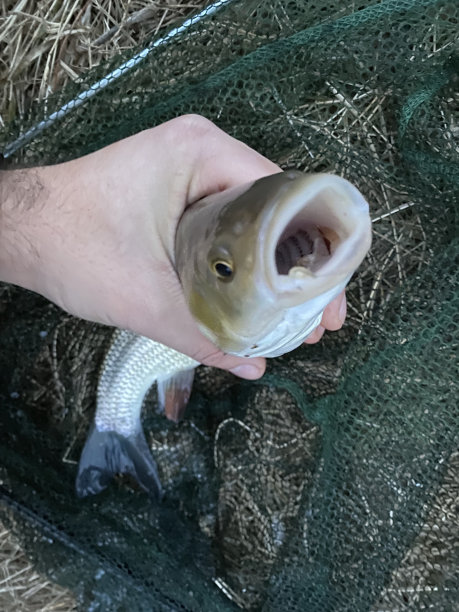 一张被网捕获的鱼的照片。钓鱼、河流、自然、湖泊的概念图片下载