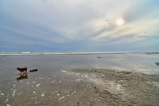 一个女人走在海滩上，照片作为背景，在圣玛丽de la mer海村庄卡马格，法国图片下载