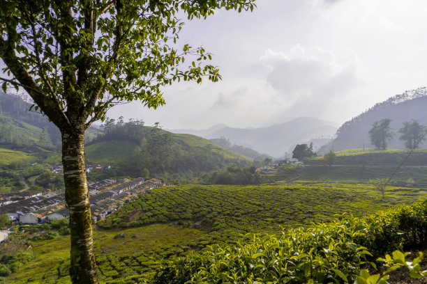 茶花园。最好的风景是茶园。库存图片图片下载