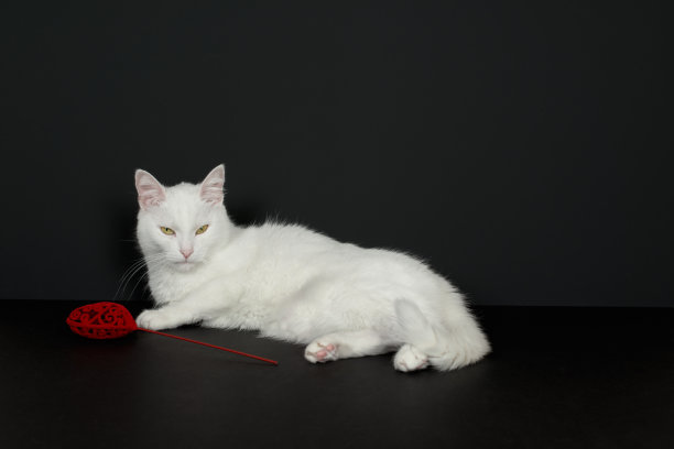 美丽的白猫与陌生的脸站在红色情人节的心在黑色的背景图片下载