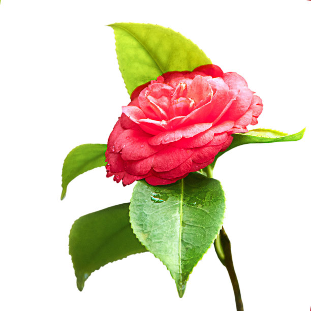 白底山茶花的特写图片下载