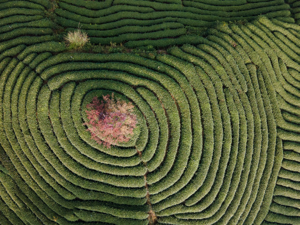 茶树的航拍照片被摆放在一个茶园里，看起来像人类的指纹。茶园中央有一朵粉红色的樱花图片下载