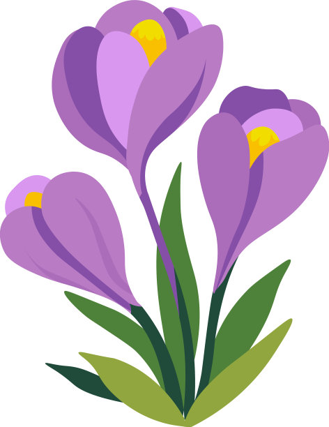 番红花在盛开的春天植物学图片下载