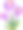 番红花在盛开的春天植物学图片下载