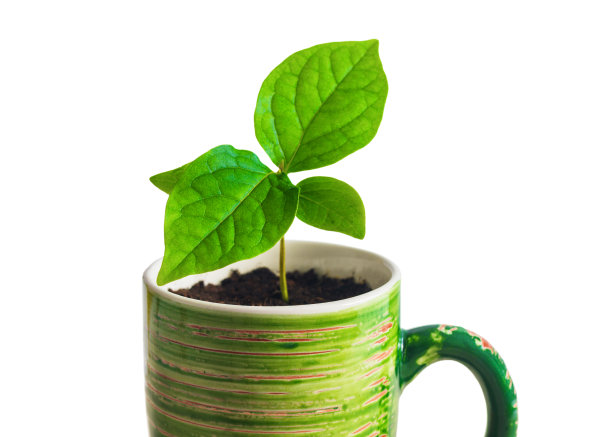 嫩绿的嫩芽，长着四片叶子。图片下载