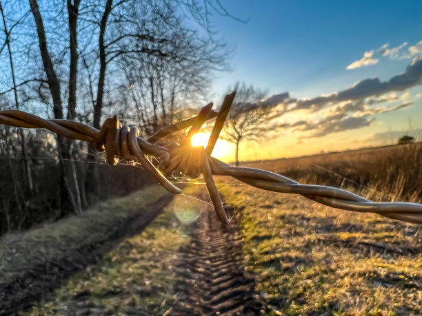 在沼泽地里，天气好的时候用铁丝网围起来。图片下载