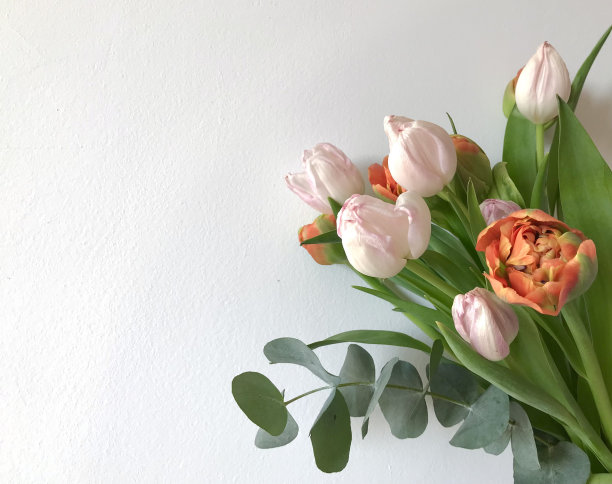 郁金香图片下载