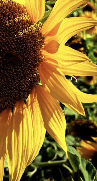 向日葵图片下载