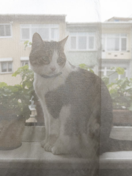 窗帘后面的猫坐在窗台上图片下载