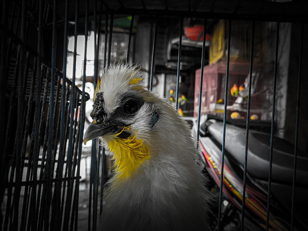 美丽的鸟在笼子里图片下载