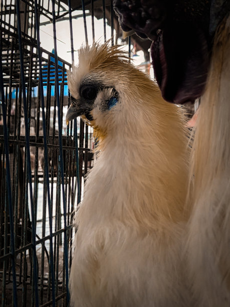 美丽的鸟在笼子里图片下载