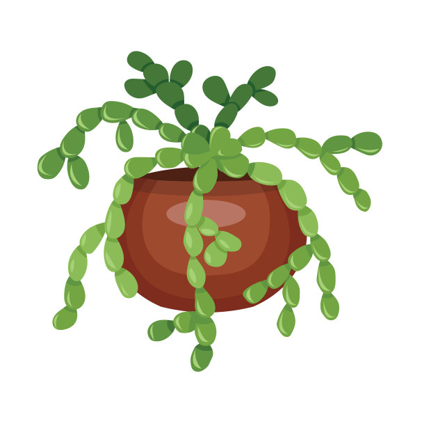 Zygocactus with brown pot卡通图片下载