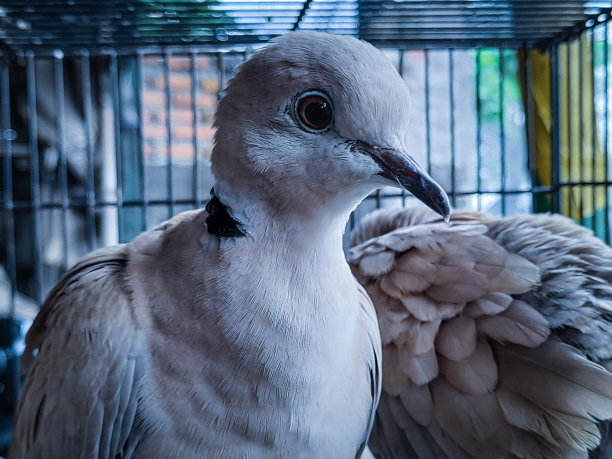美丽的鸟在笼子里图片下载