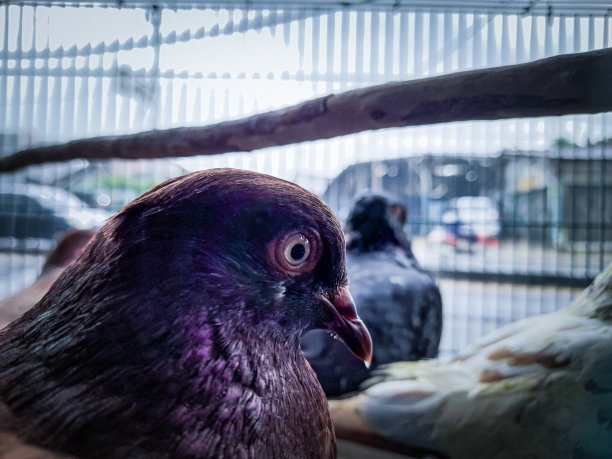 美丽的鸟在笼子里图片下载