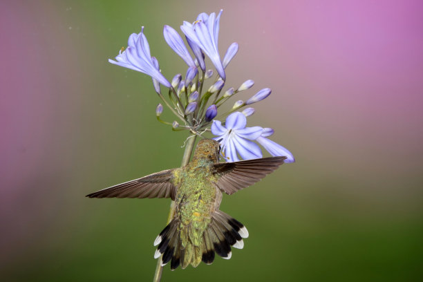 蜂鸟摄影图片下载