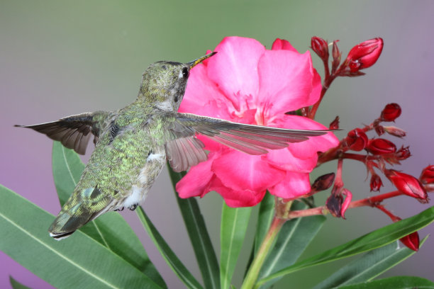 蜂鸟摄影图片下载