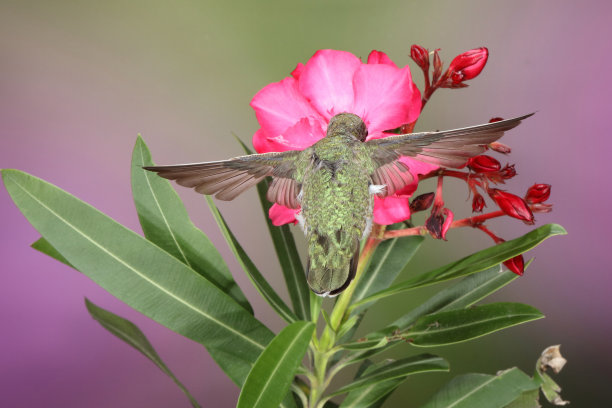 蜂鸟摄影图片下载