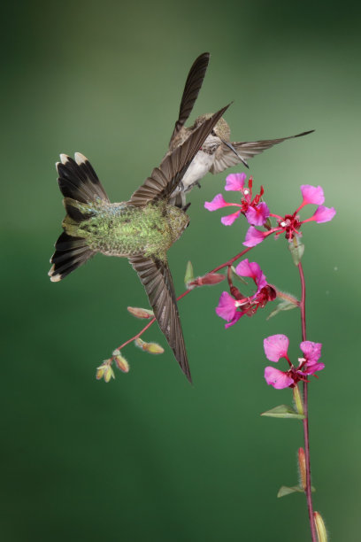 蜂鸟摄影图片下载