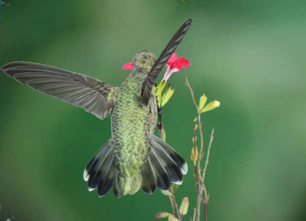 蜂鸟摄影图片下载