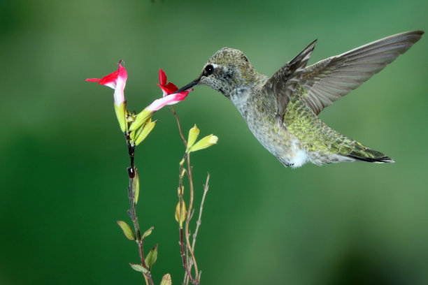 蜂鸟摄影图片下载
