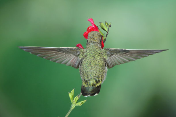 蜂鸟摄影图片下载
