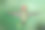 蜂鸟摄影图片下载