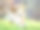 在喀尔巴阡山脉的绿色田野或牧场上，一头戴着牛铃的奶牛。图片下载
