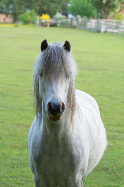 小白马看着镜头的特写镜头图片下载