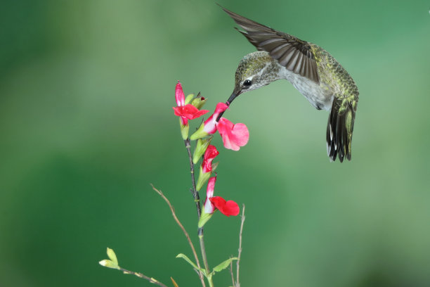 蜂鸟摄影图片下载