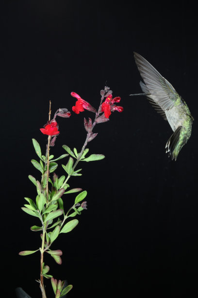 蜂鸟摄影图片下载