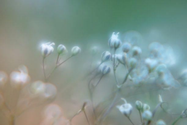 摘要模糊彩色花背景图案照片图片下载