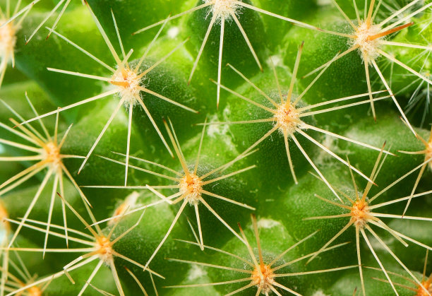 绿色仙人掌的宏观纹理。特写镜头。图片下载