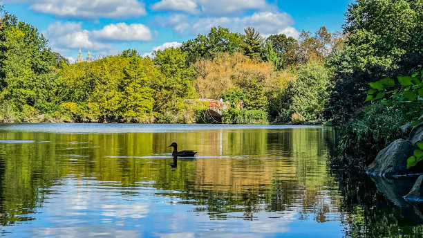 一只鸭子在纽约中央公园的池塘里游泳图片下载