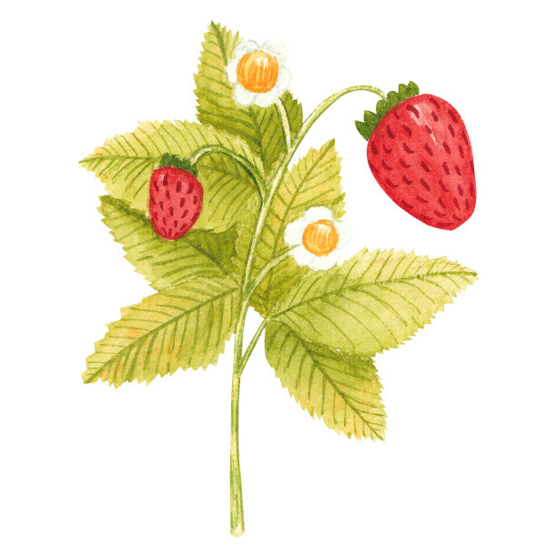 手绘水彩草莓枝孤立在白色背景上。新鲜的夏季浆果叶和花印刷，卡片，贴纸，纺织品设计，产品包装图片下载