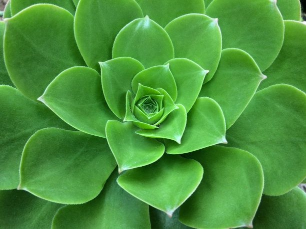 aeonium noble肉质植物的特写图片下载